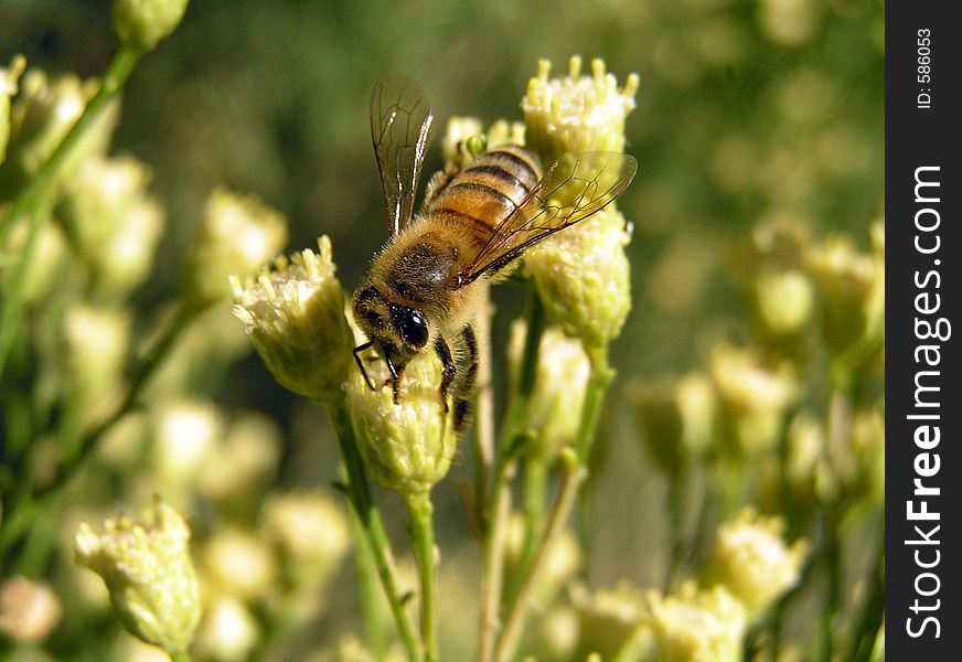 Close Up Of Bee On Desert Broom