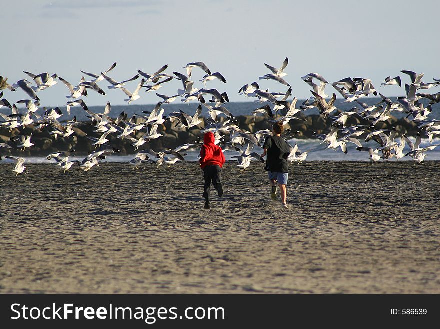 Boys chasing a flock Seagulls on California beach. Boys chasing a flock Seagulls on California beach.