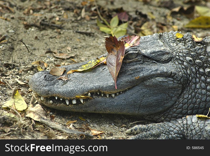 A Crocodile thinks a couple of carefully place leaves will render him invisible. A Crocodile thinks a couple of carefully place leaves will render him invisible.