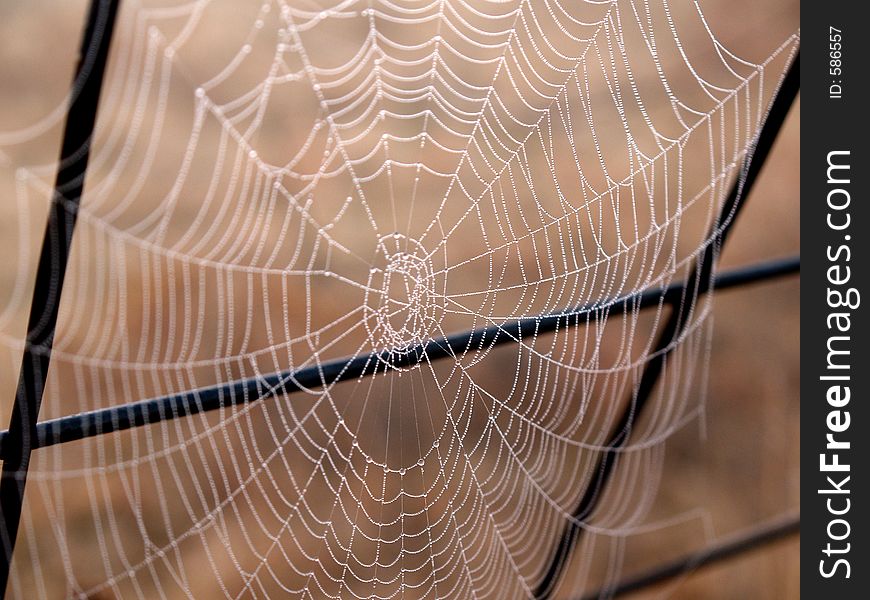 Spider web with a small DOF covered in dew