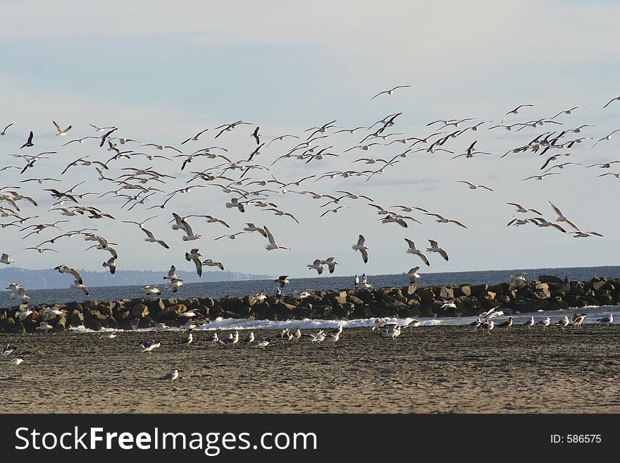 Flock of Seagulls at the beach in Oceanside, California