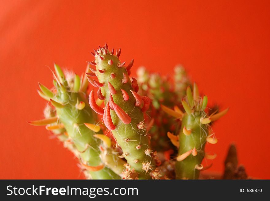 A close look to a cactacea on a red background. A close look to a cactacea on a red background