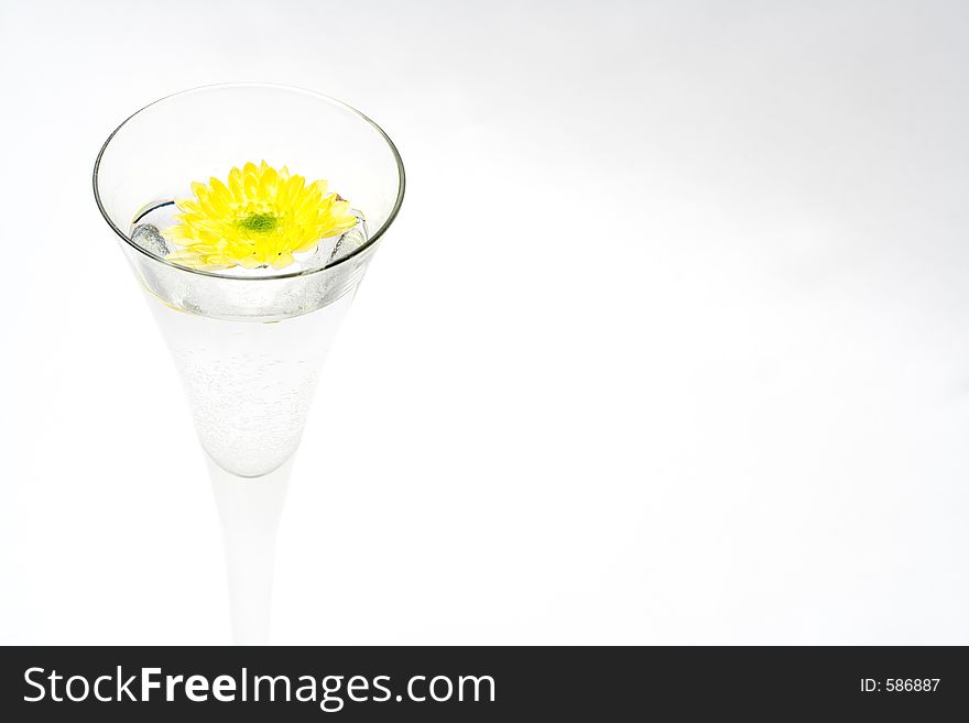 Chrysanthemum sails in goblet with water. Chrysanthemum sails in goblet with water