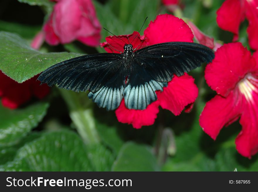 Mormon (papilio) on red flower