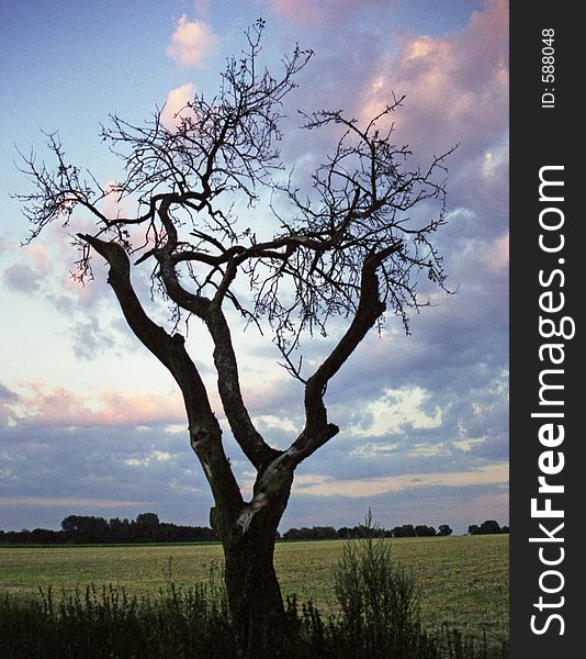 A leafless tree photographed in the beginning sunset.