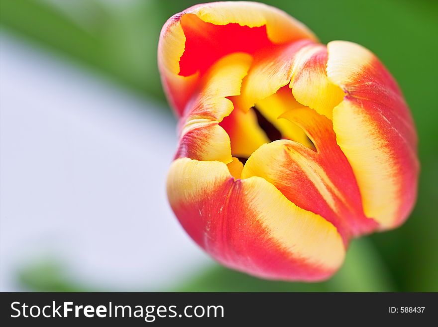 Close-up of a beautiful tulip with shallow DOF. Close-up of a beautiful tulip with shallow DOF