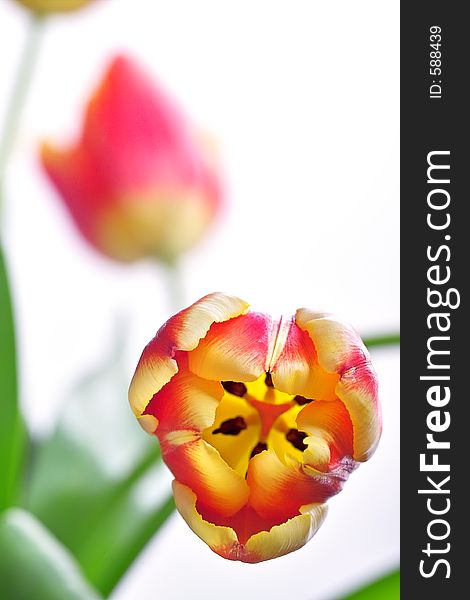 Close-up of a beautiful tulip with shallow DOF. Close-up of a beautiful tulip with shallow DOF