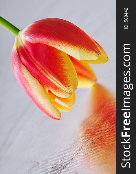 Close-up of a beautiful tulip with shallow DOF. Close-up of a beautiful tulip with shallow DOF