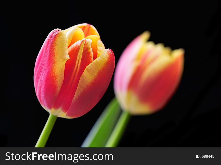 Close-up of a beautiful tulip with shallow DOF. Close-up of a beautiful tulip with shallow DOF