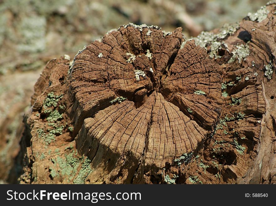 An old tree stump. An old tree stump