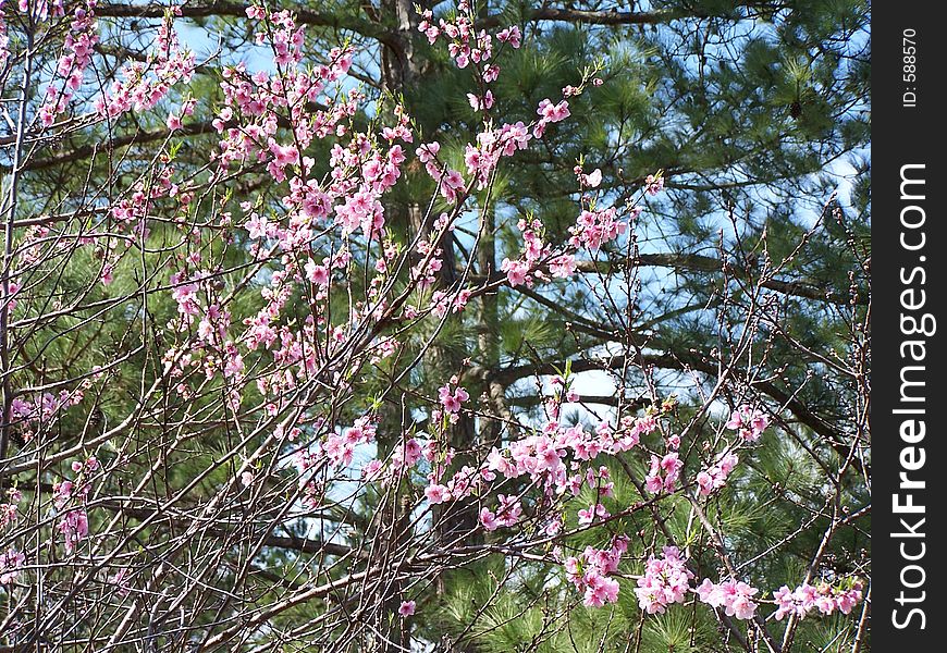 Peach Blossoms Against Pine Trees