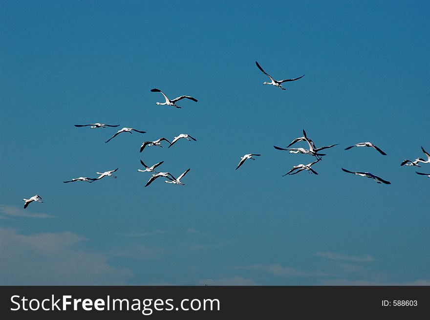 Flamingo Flock