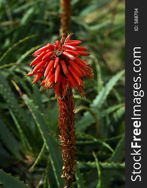 Macro detail of cactus flower