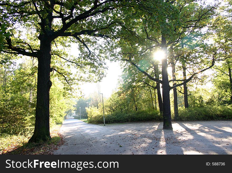 Trees in backlight