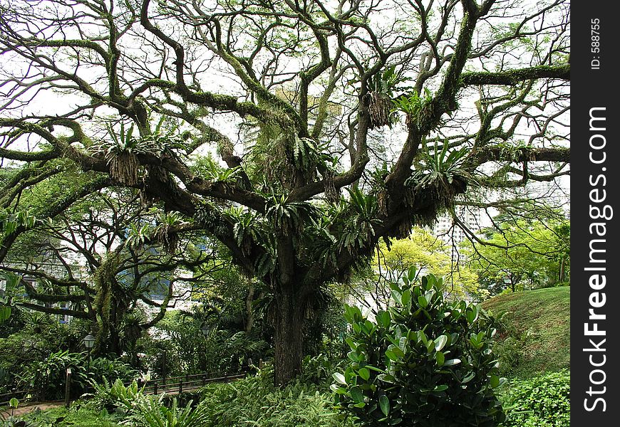 A tropical tree adorned with ferns in Singapore Botanical Gardens. A tropical tree adorned with ferns in Singapore Botanical Gardens