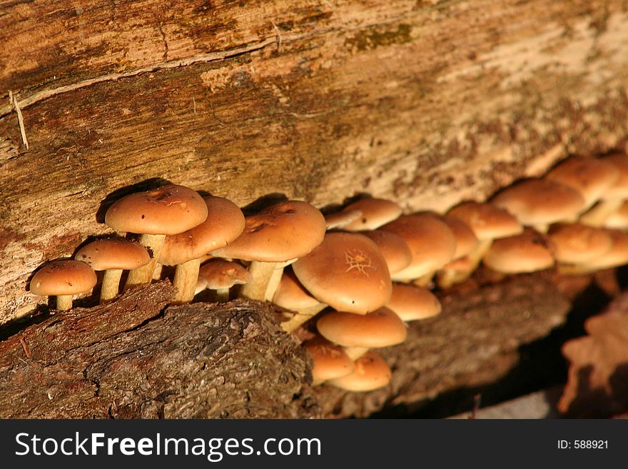 Mushrooms at a tree