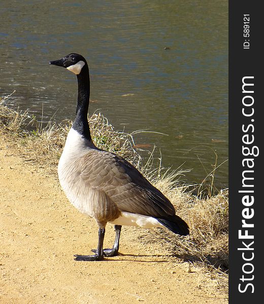 Photo of Canada Goose at Great Falls National Park in Maryland. This bird may head north as summer approaches. Canada Geese are favorite target of hunters. Photo of Canada Goose at Great Falls National Park in Maryland. This bird may head north as summer approaches. Canada Geese are favorite target of hunters.