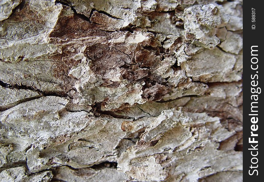 The bark on an old Southern Louisiana Pecan tree. The bark on an old Southern Louisiana Pecan tree