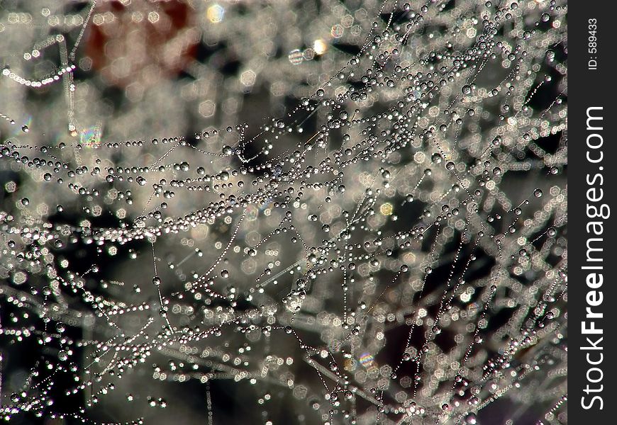 Cobweb, dew.
