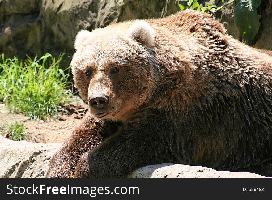 Brown bear, leaning on a stone