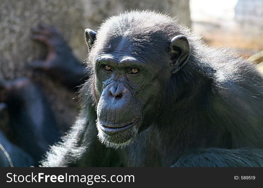 Chimpanzee, intense eyes