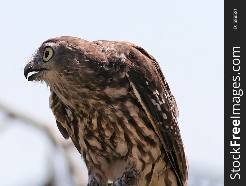 Falcon Looking Left