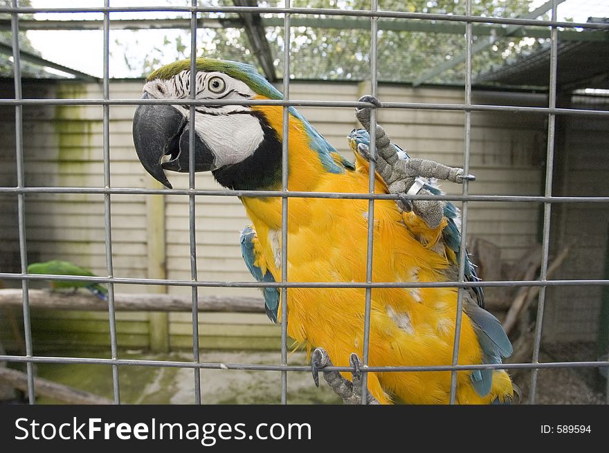 Bird in a Cage