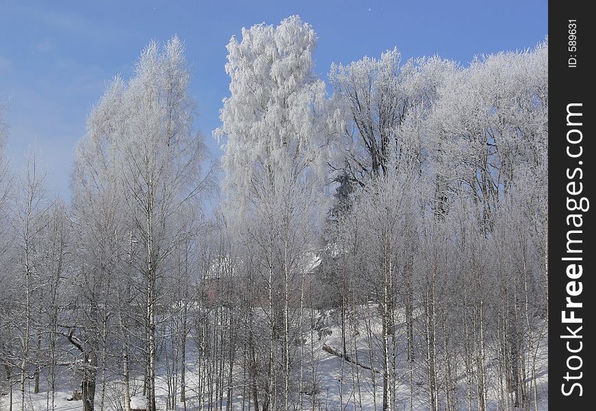 Hoar-frosted trees. Hoar-frosted trees.