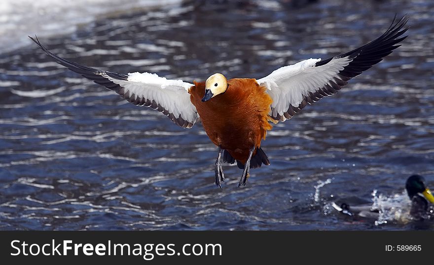 Duck in flight