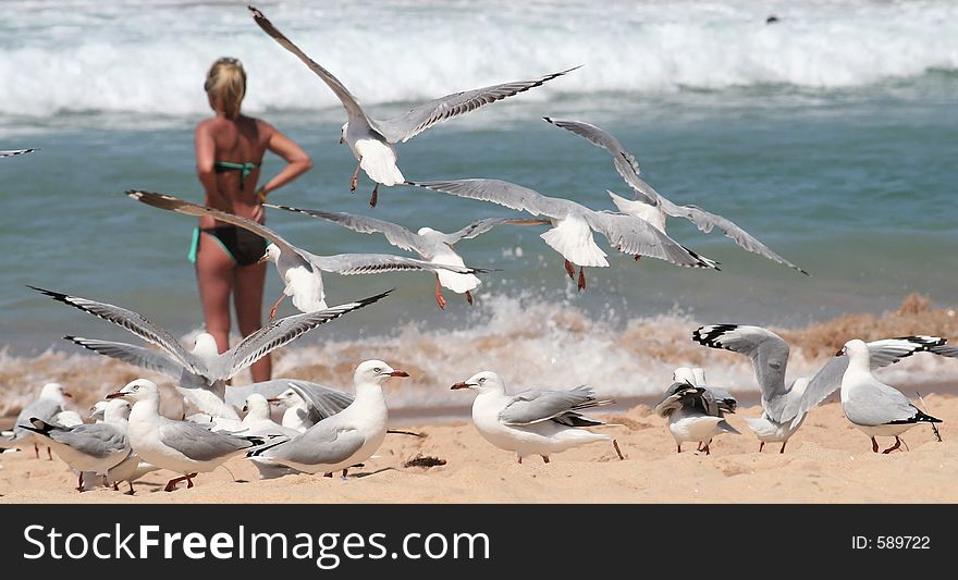 Group of seagulls on a beach, with a woman in bathsuit in the background