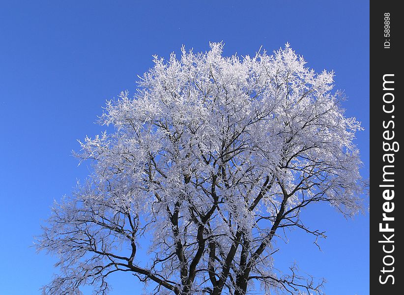 Hoar-frosted tree and clear blue sky. Hoar-frosted tree and clear blue sky.