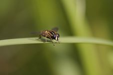 Striped Hover Fly Stock Photos