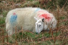 Wicklow Mountain Cheviot Sheep Grazing Royalty Free Stock Image