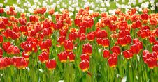 Tulips Stock Images Tulips Stock Images