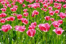 Tulips Stock Photo Tulips Stock Photo