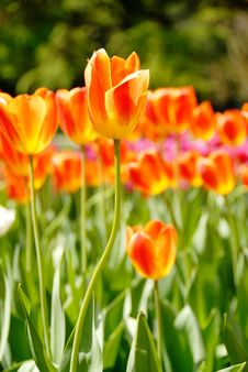 Tulips Stock Photography