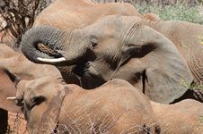 Elephants Stock Images Elephants Stock Images
