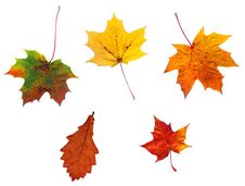 Full-size Composite Photo Of Various Autumn Leaves Royalty Free Stock Images Full-size Composite Photo Of Various Autumn Leaves Royalty Free Stock Images