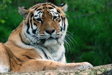 Tiger In Nature Stock Images Tiger In Nature Stock Images