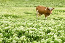 Funny Brown Cow In A Pasture, Focus On Animal Royalty Free Stock Photos Funny Brown Cow In A Pasture, Focus On Animal Royalty Free Stock Photos