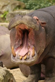 Hippo Yawning Royalty Free Stock Photos