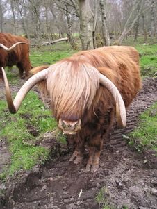 Highland Cow Royalty Free Stock Photos