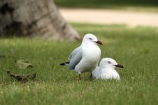 Seagulls Royalty Free Stock Photo