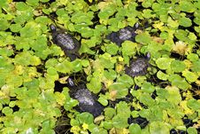 Turtles Stock Images Turtles Stock Images