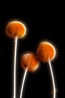 Illustration Of Three Shinning Trees Stock Images Illustration Of Three Shinning Trees Stock Images