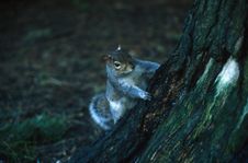 Squirrel Look At Me Royalty Free Stock Image Squirrel Look At Me Royalty Free Stock Image