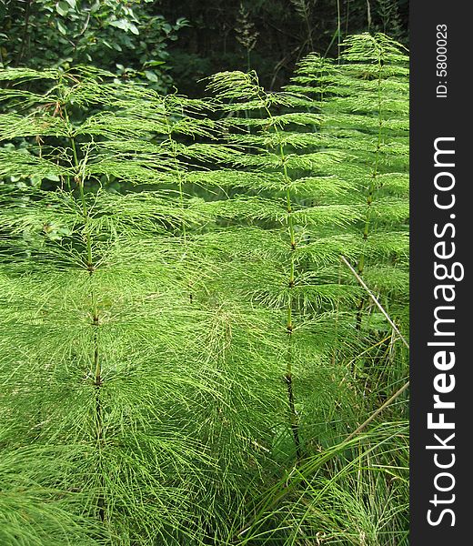 Large horsetails in meadow forrest