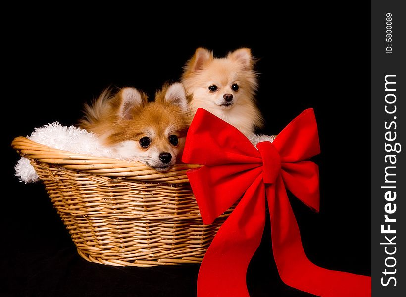 Two cute puppies in a wicker basket with a big red bow. Two cute puppies in a wicker basket with a big red bow.