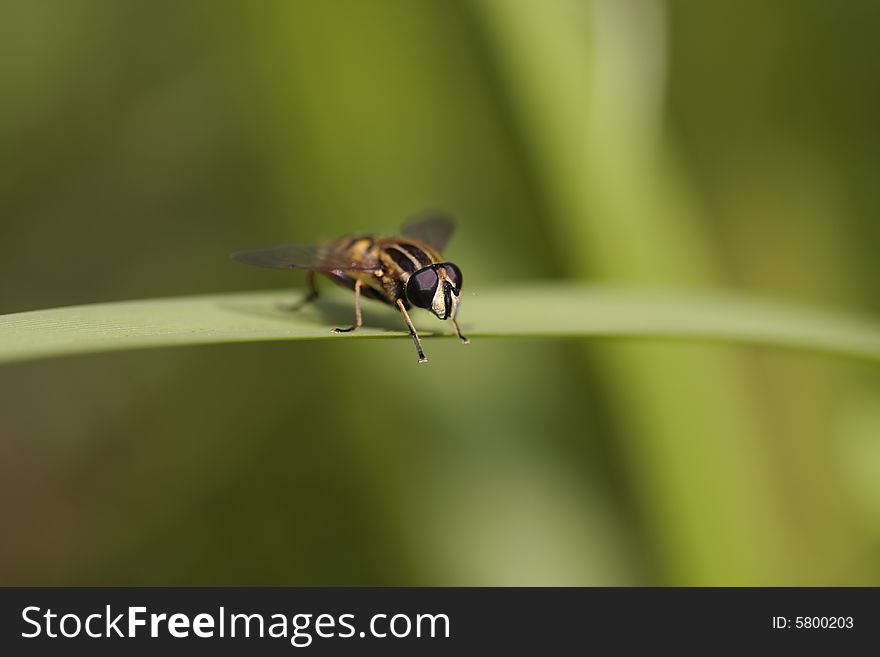 Striped hover fly on leaf