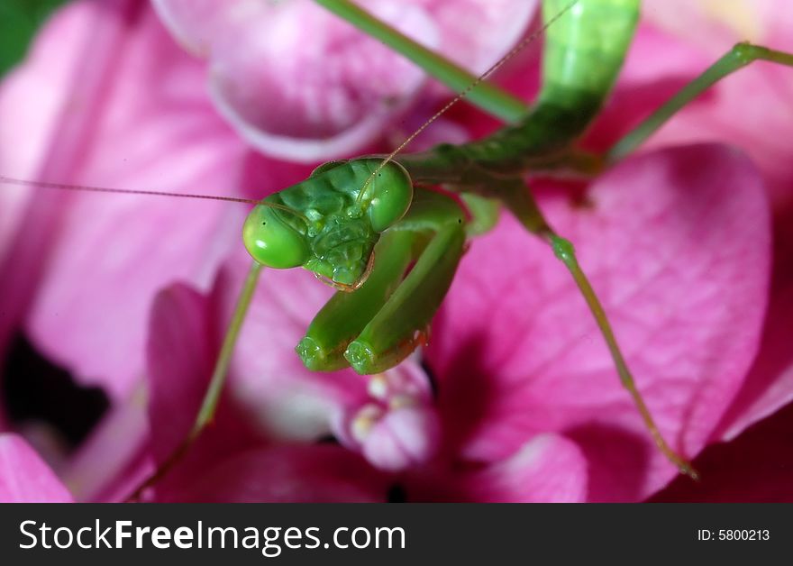 Close up of Praying mantis in a pink hydrangea flower